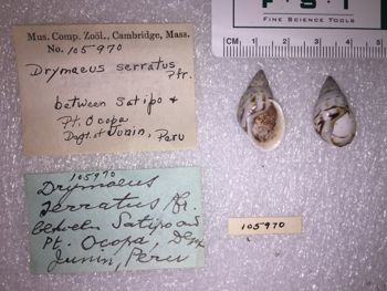 Media type: image; Malacology 105970 Description: 105970_Drymaeus_serratus image;